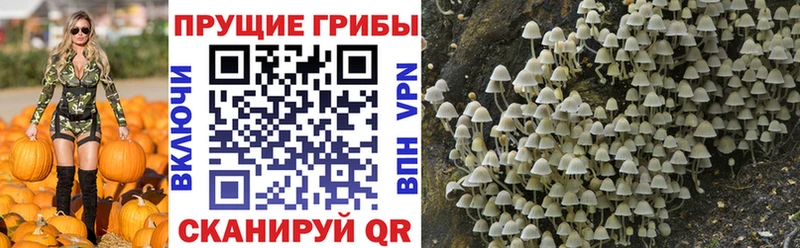 Купить где  Коряжма  Псилоцибиновые грибы мицелий 